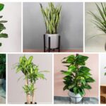Các loại cây xanh trồng trong văn phòng