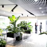 DỊCH VỤ CHO THUÊ CÂY XANH SỰ KIỆN, VĂN PHÒNG, CÔNG TY