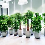 Dịch vụ thay cây xanh cho văn phòng, công ty